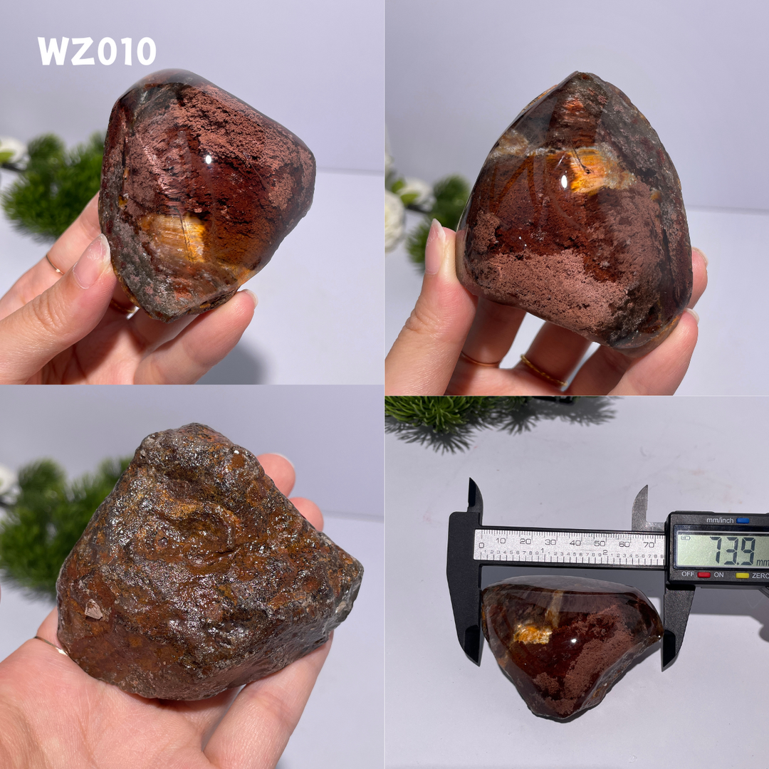Chat afghan Jade avec troisième œil