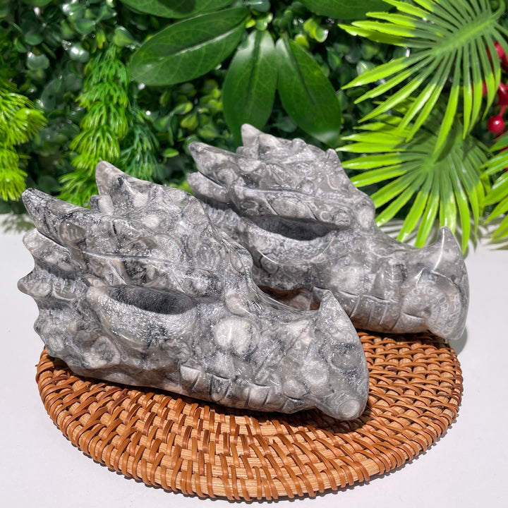 Ammonite Fossil Dragon