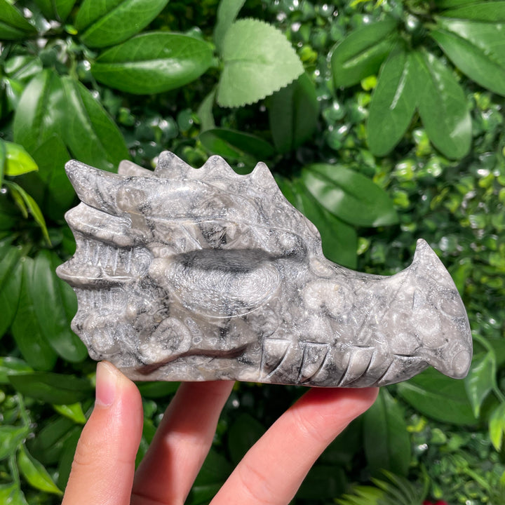 Ammonite Fossil Dragon