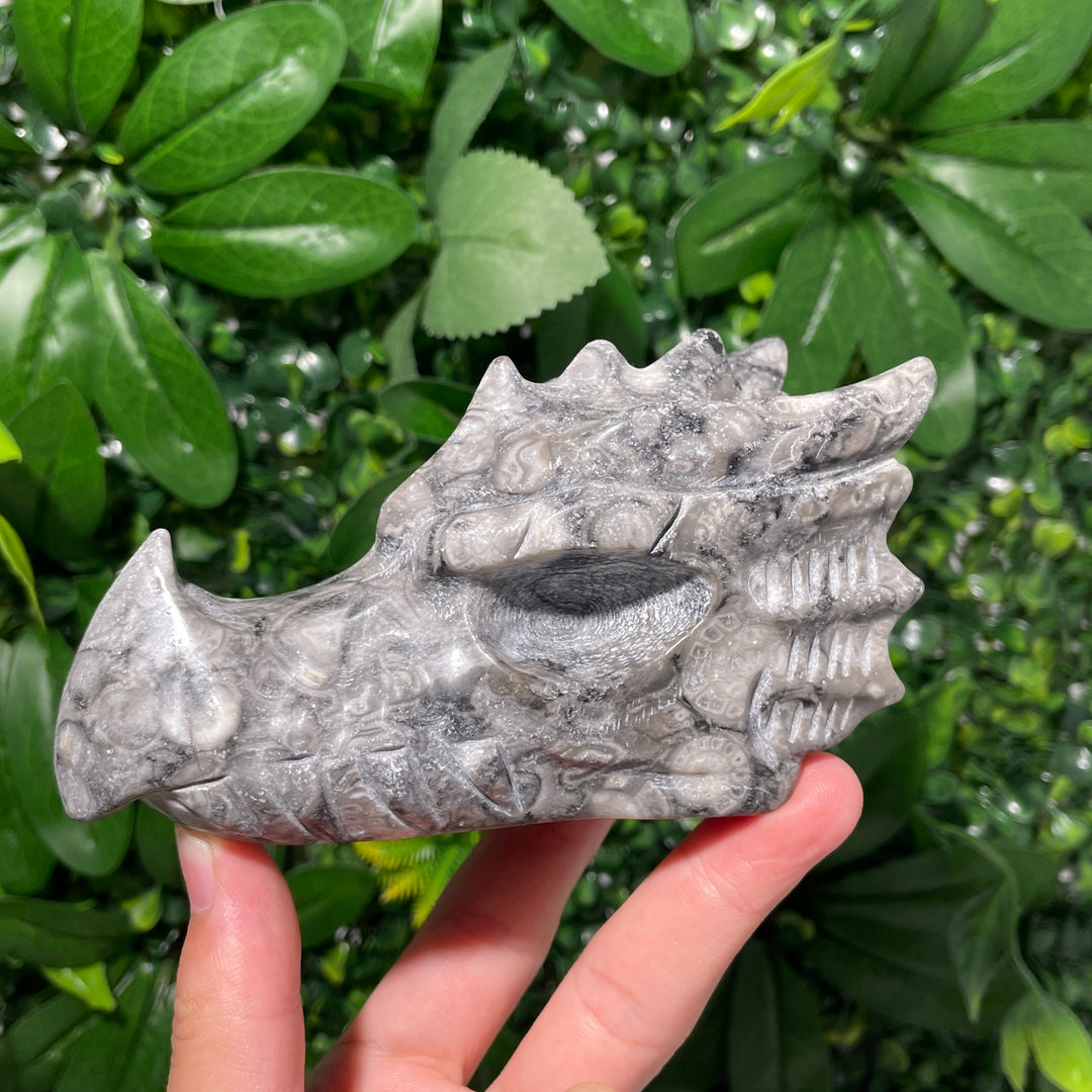 Ammonite Fossil Dragon