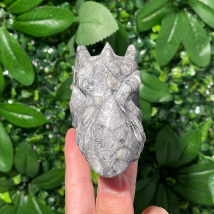 Ammonite Fossil Dragon