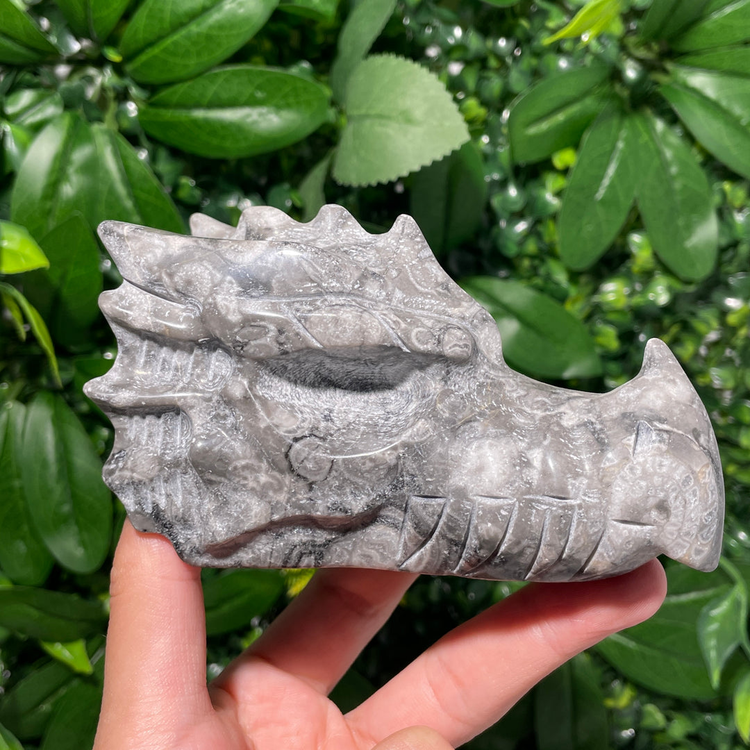 Ammonite Fossil Dragon