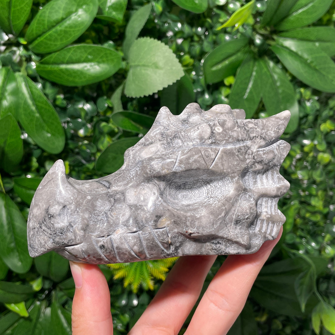 Ammonite Fossil Dragon