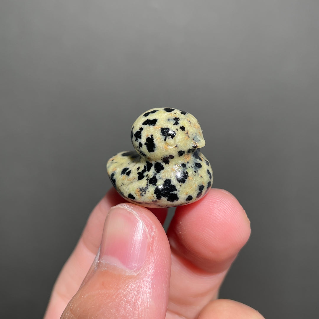 Dalmatian Jasper Duck