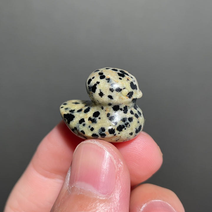 Dalmatian Jasper Duck