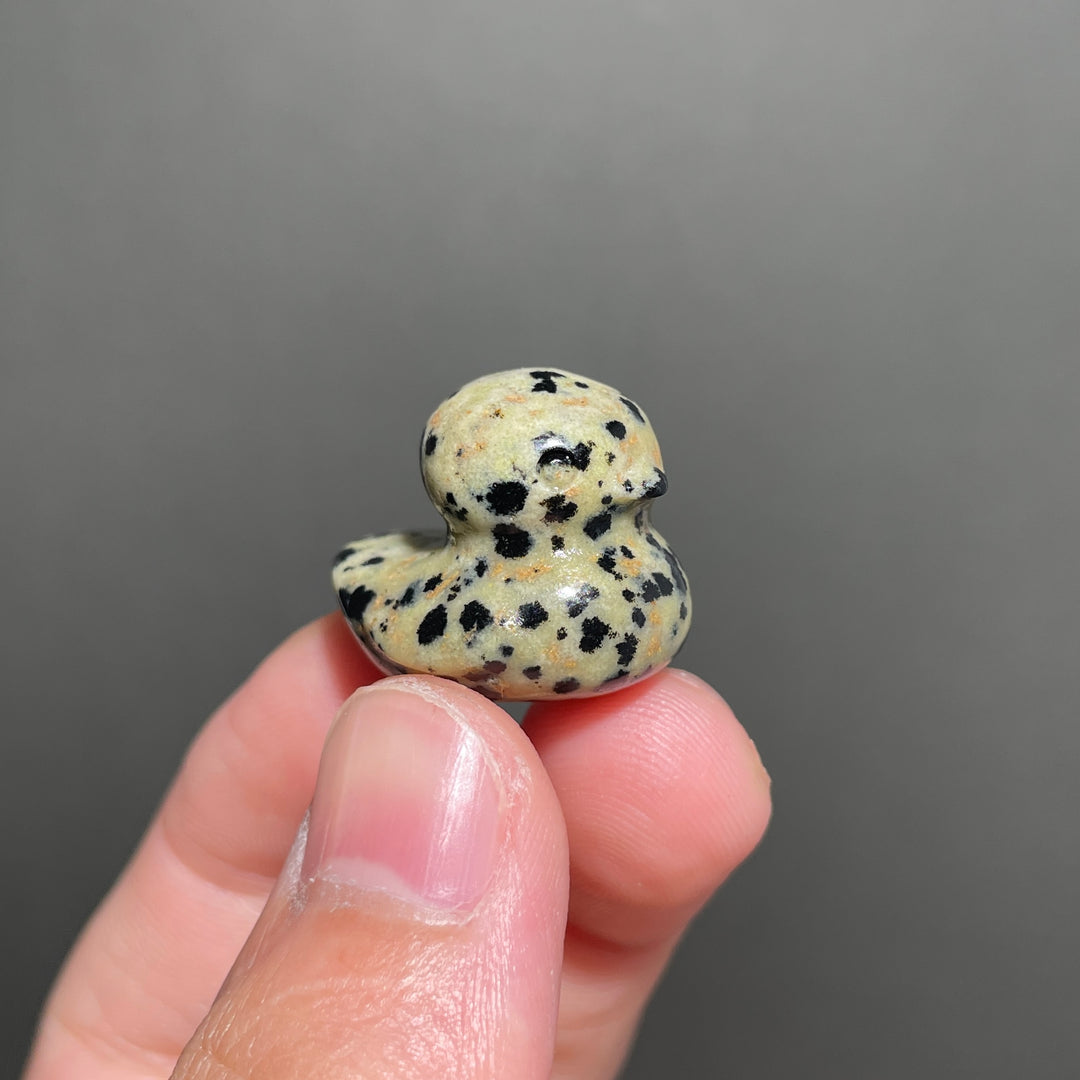 Dalmatian Jasper Duck