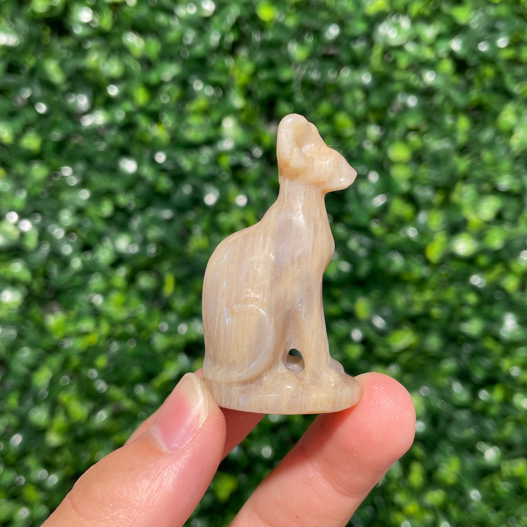 Moonstone Sphynx Cat