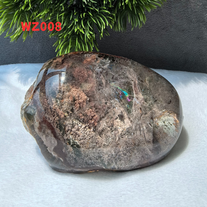 Chat afghan Jade avec troisième œil