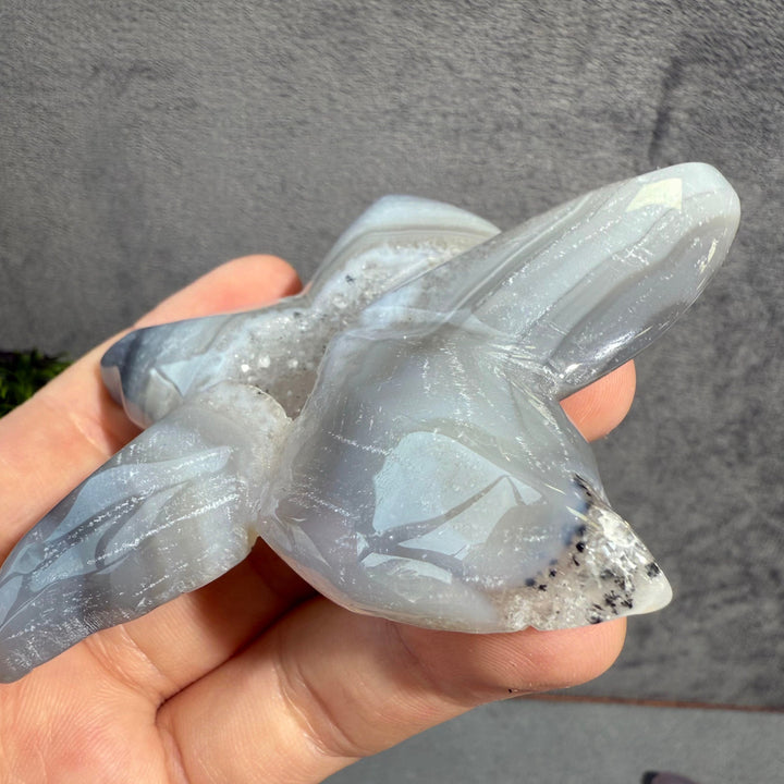 Agate Starfish