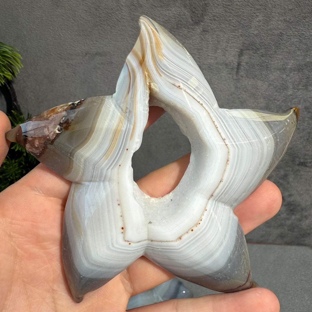 Agate Starfish