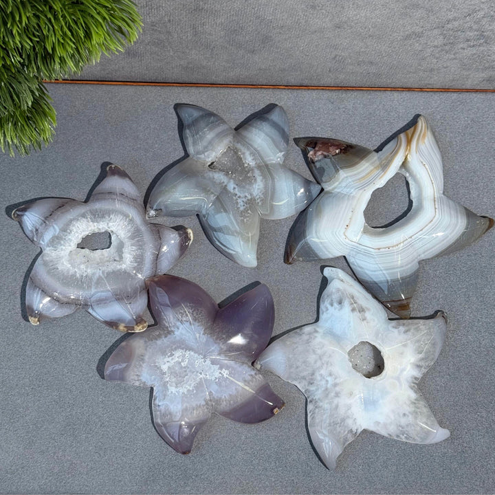 Agate Starfish