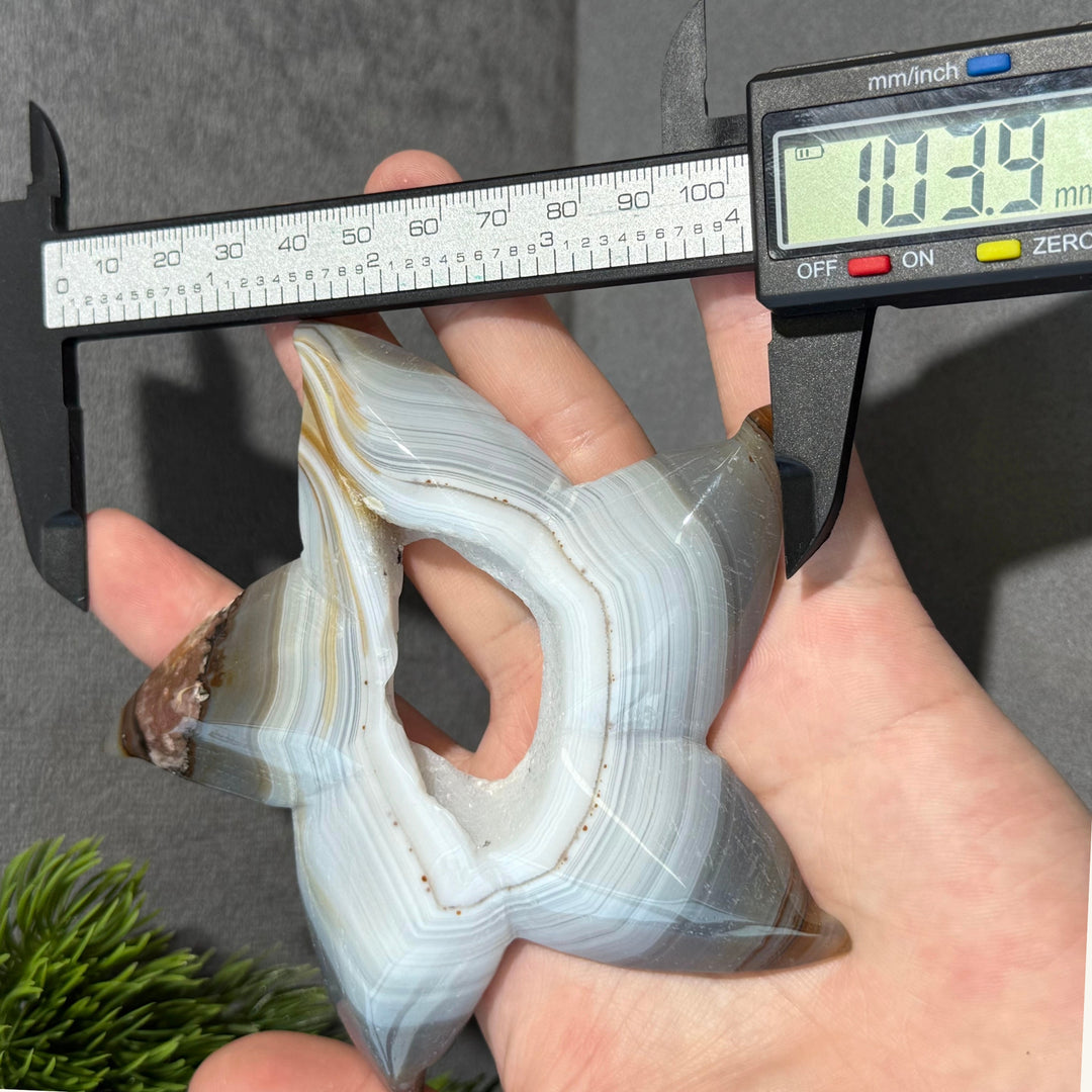 Agate Starfish