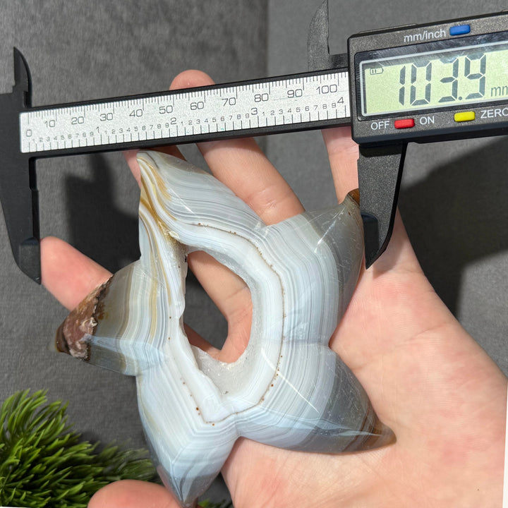 Agate Starfish
