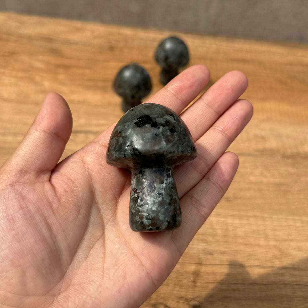 Champignon Yooperlite