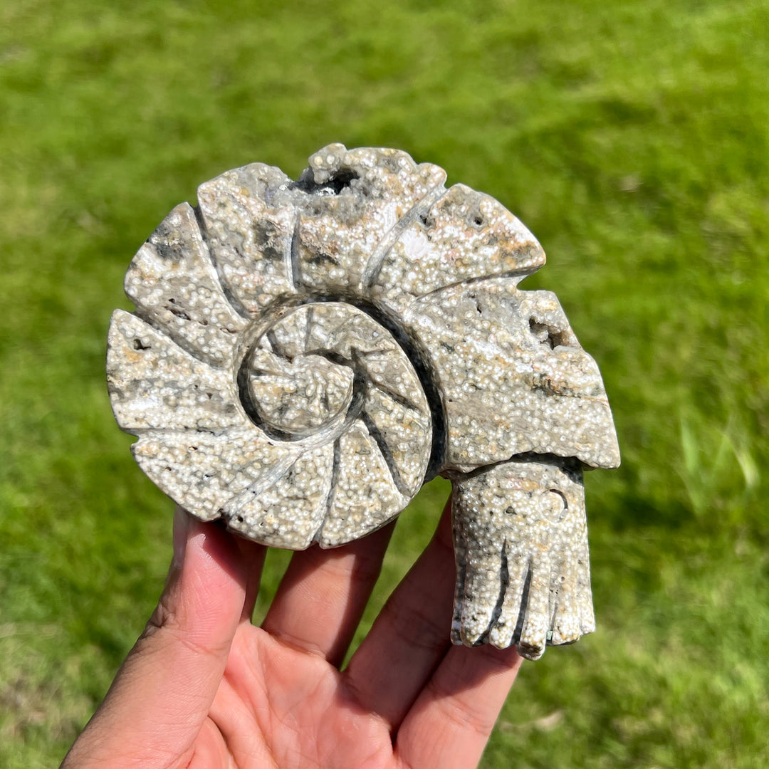 Ocean Jasper Ammonite