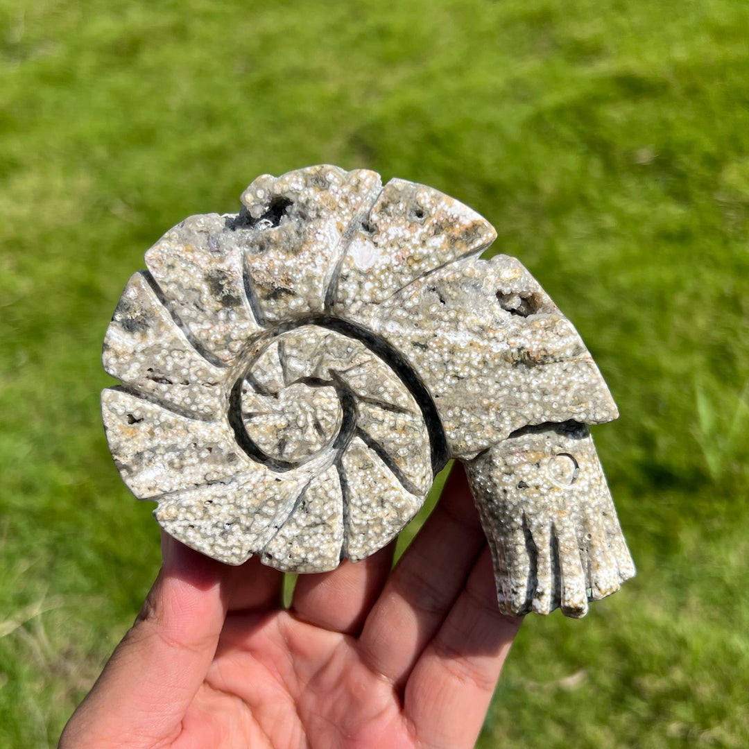 Ocean Jasper Ammonite