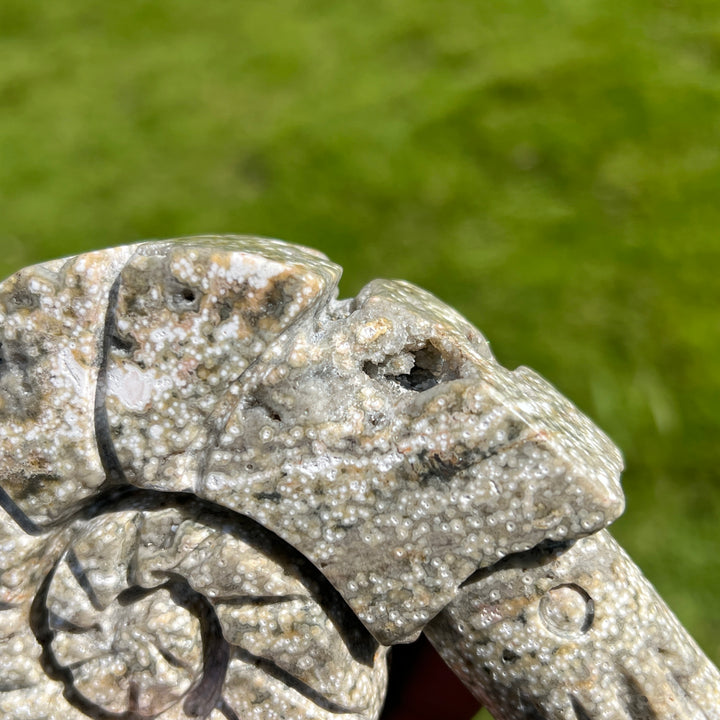 Ocean Jasper Ammonite