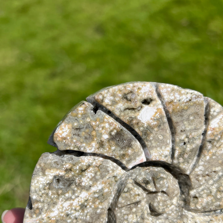 Ocean Jasper Ammonite