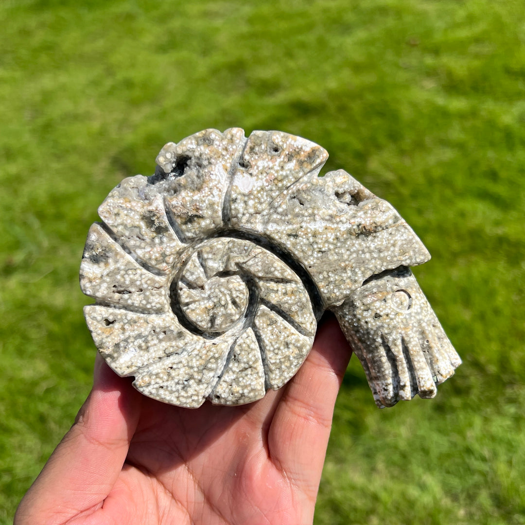Ocean Jasper Ammonite