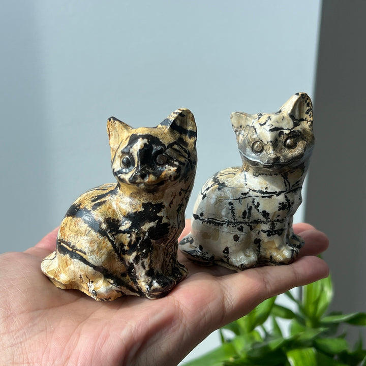 Picture Jasper Cat