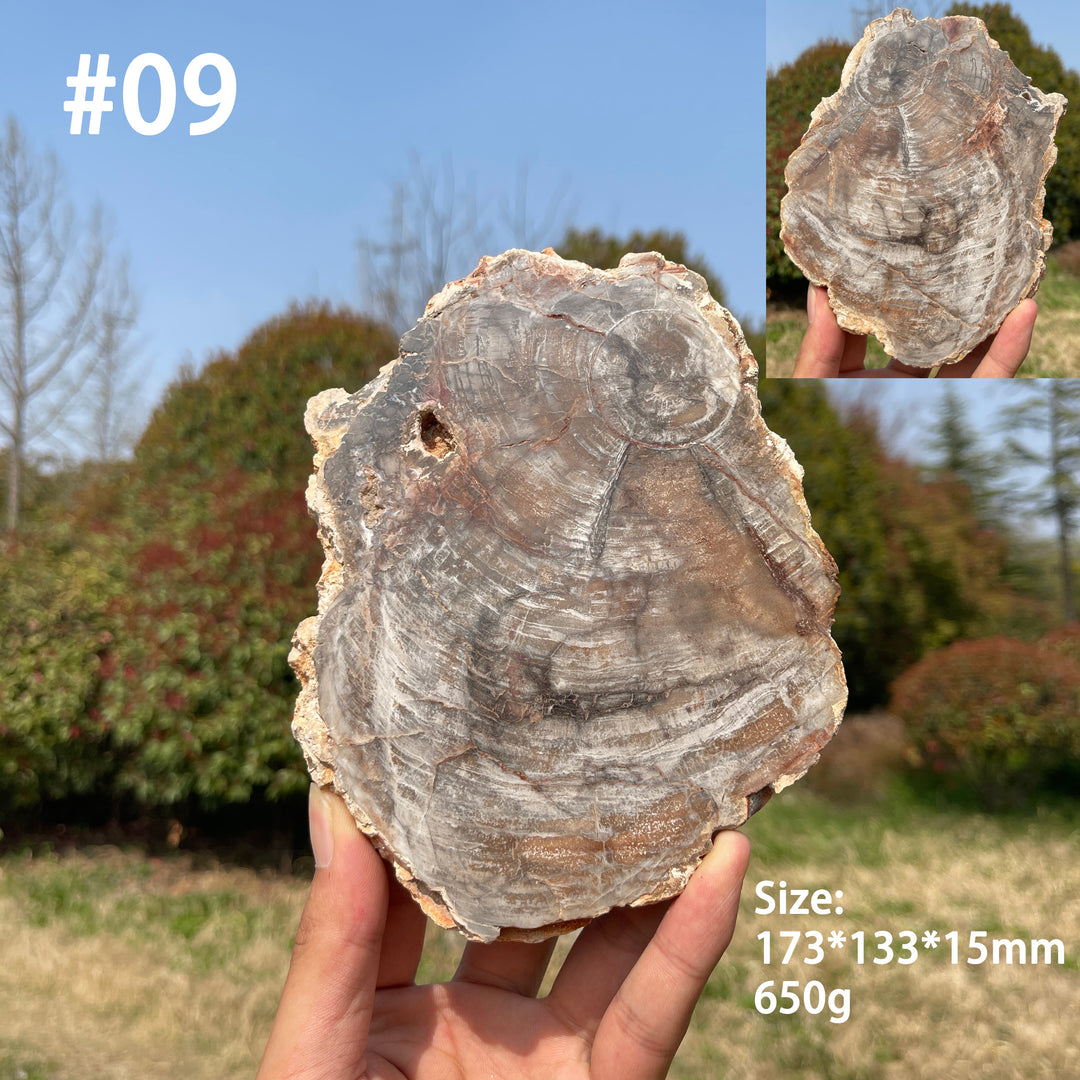 Unique,Natural Crystal Petrified Wood Slice