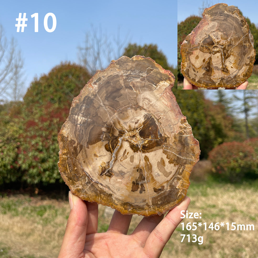 Unique,Natural Crystal Petrified Wood Slice