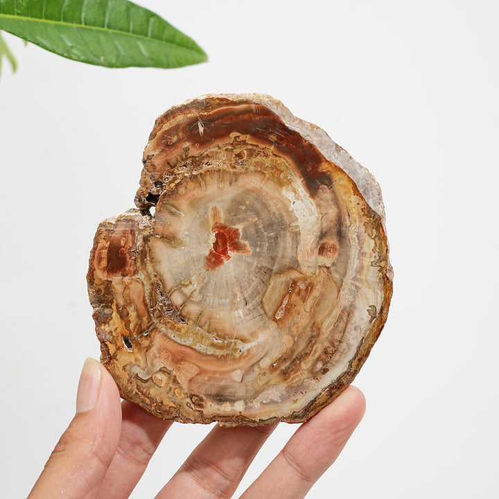 Rebanada de madera petrificada de cristal natural única