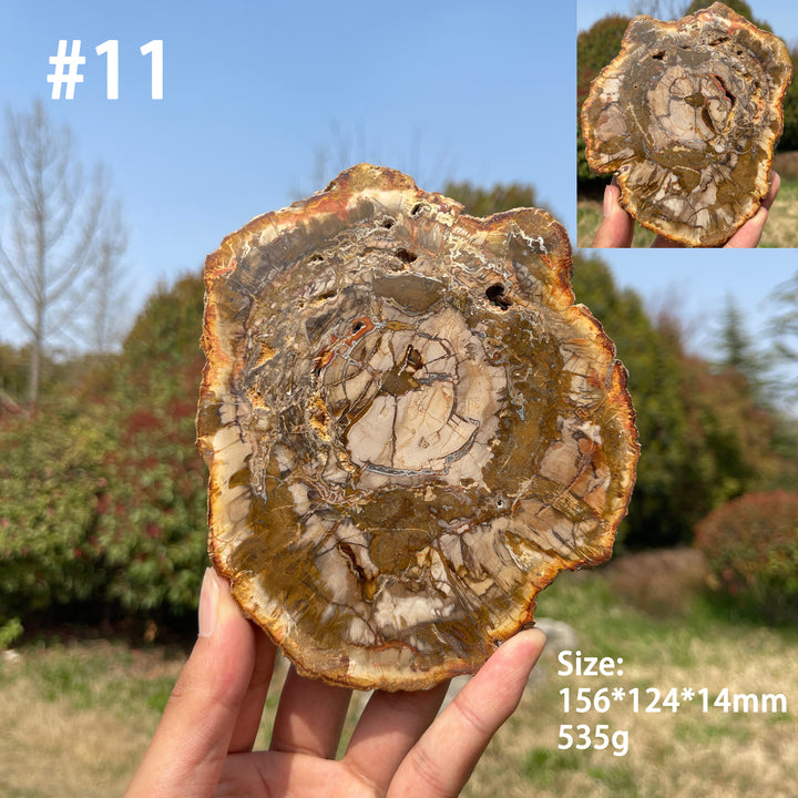 Unique,Natural Crystal Petrified Wood Slice