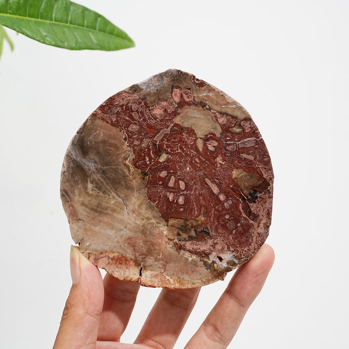 Rebanada de madera petrificada de cristal natural única