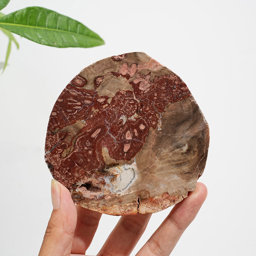 Rebanada de madera petrificada de cristal natural única