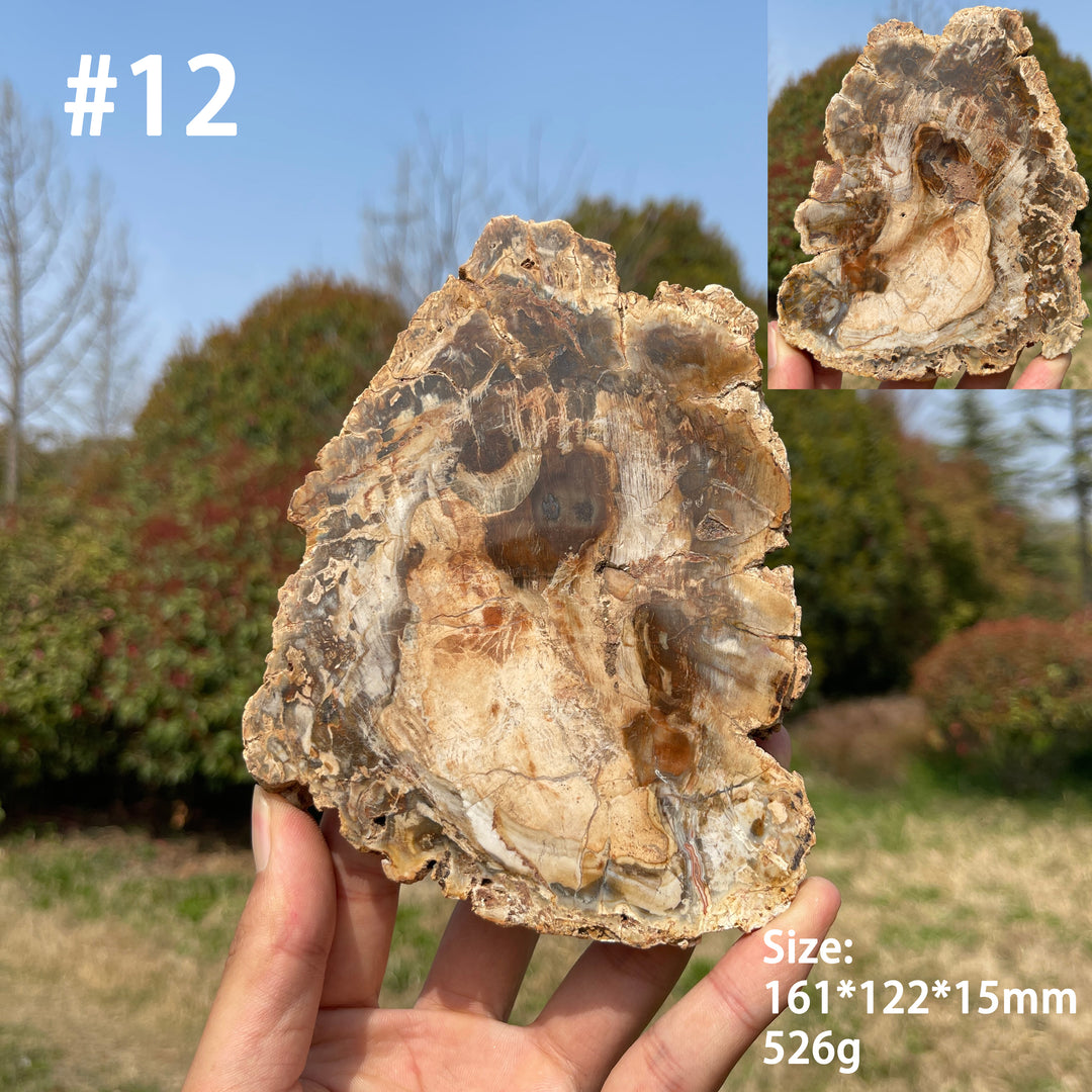 Unique,Natural Crystal Petrified Wood Slice