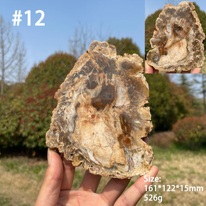 Unique,Natural Crystal Petrified Wood Slice