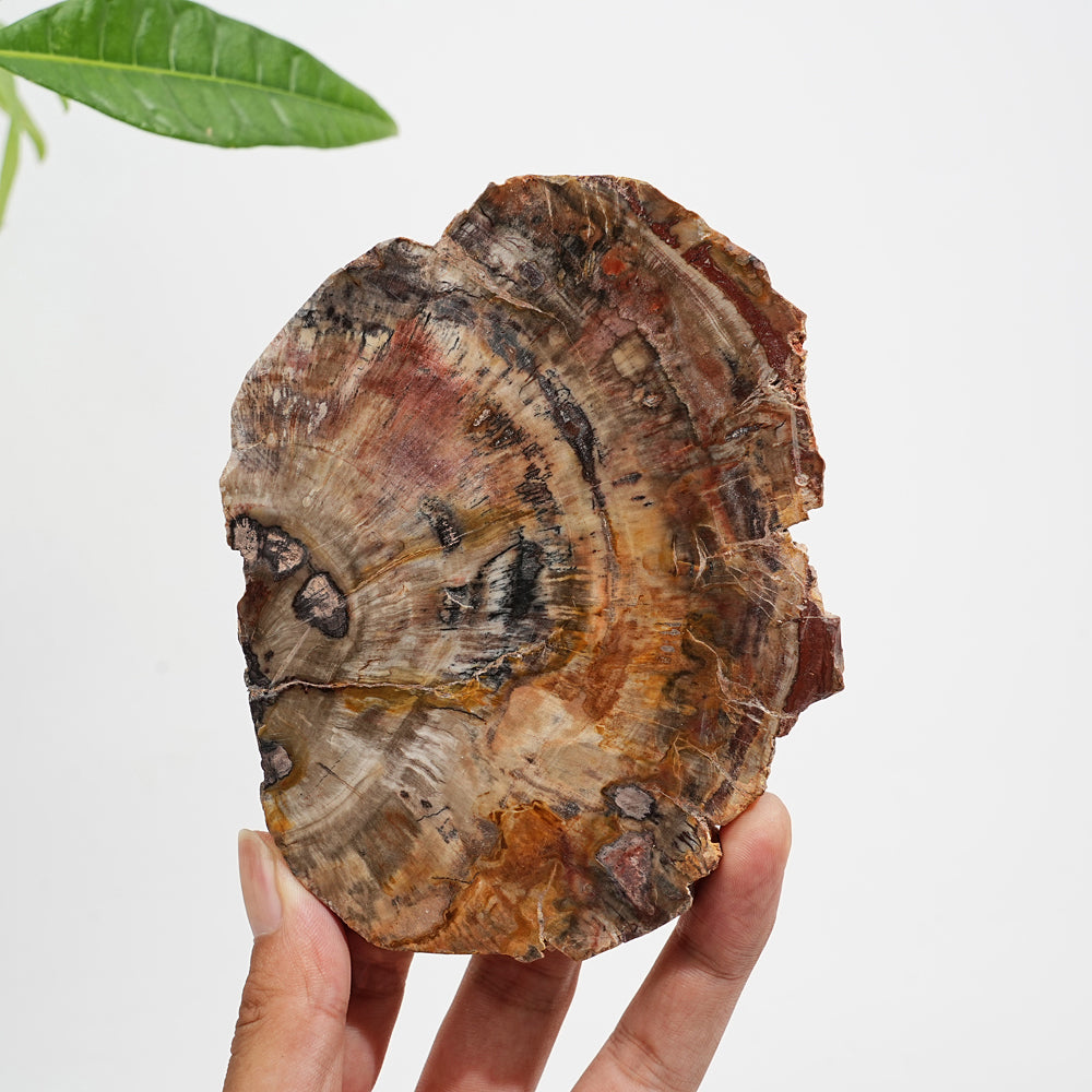 Rebanada de madera petrificada de cristal natural única