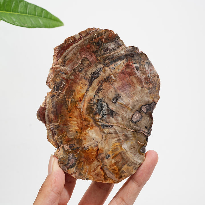 Rebanada de madera petrificada de cristal natural única