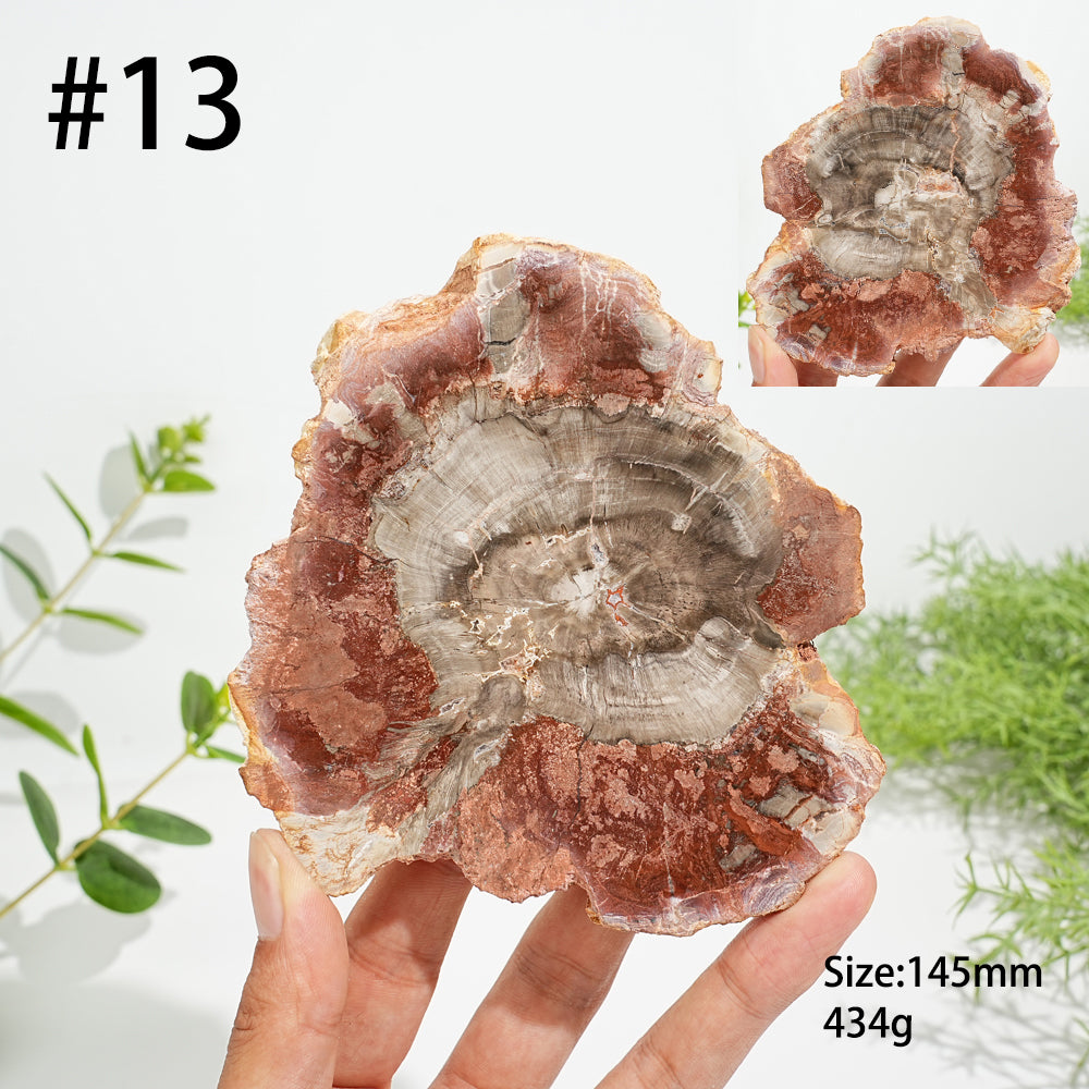 Unique,Natural Crystal Petrified Wood Slice