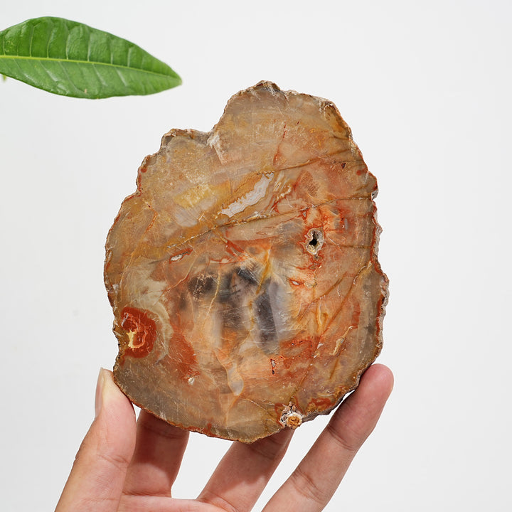 Rebanada de madera petrificada de cristal natural única