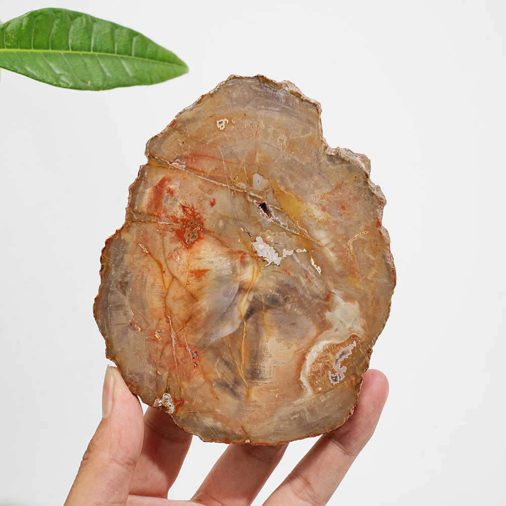 Rebanada de madera petrificada de cristal natural única