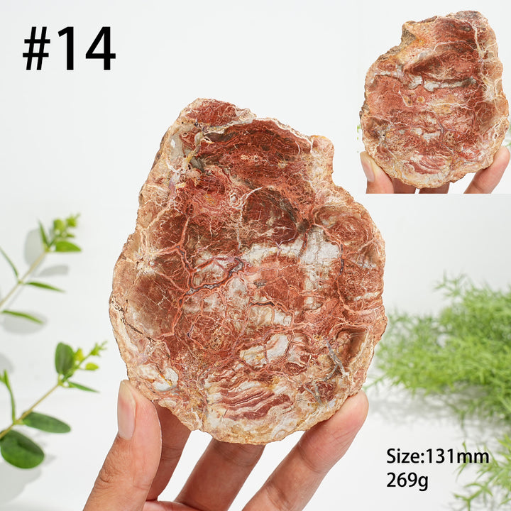 Unique,Natural Crystal Petrified Wood Slice