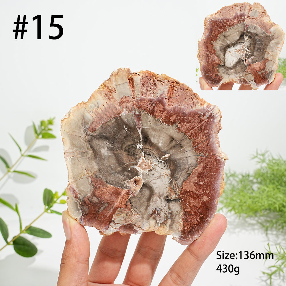 Unique,Natural Crystal Petrified Wood Slice
