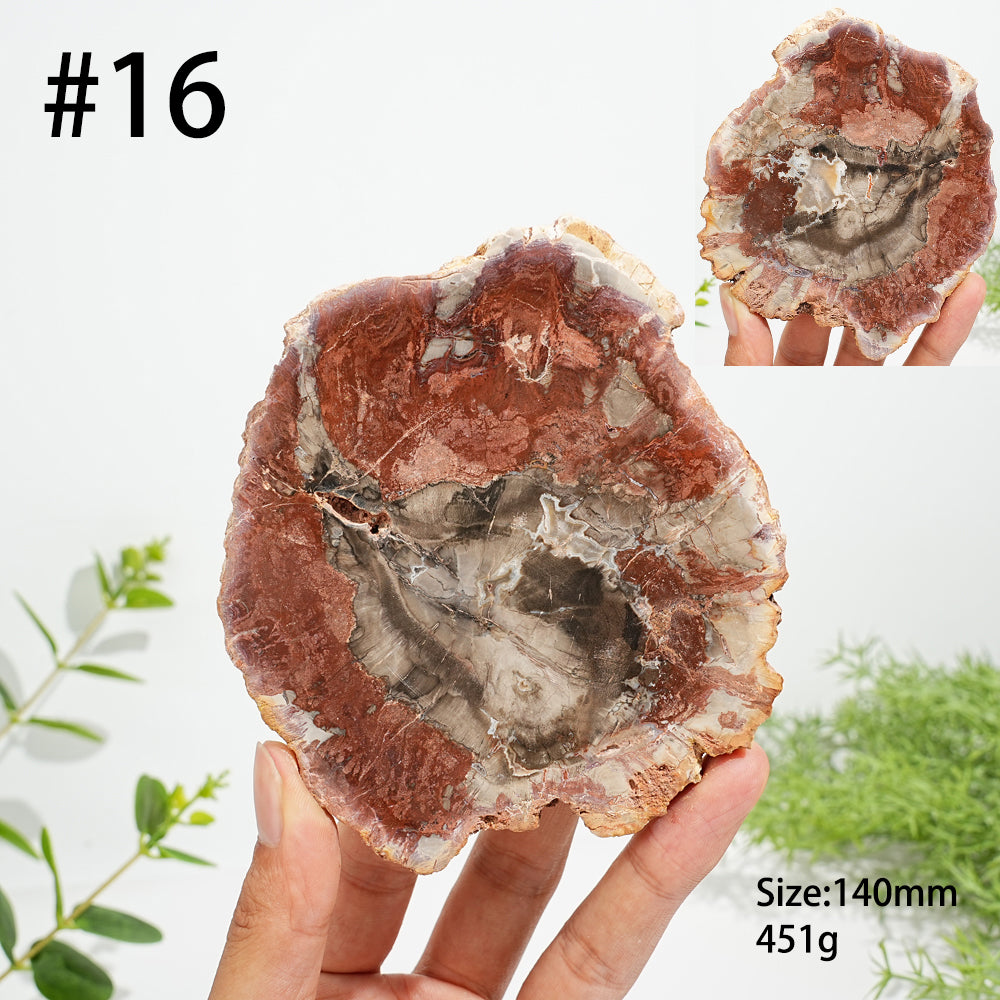 Unique,Natural Crystal Petrified Wood Slice
