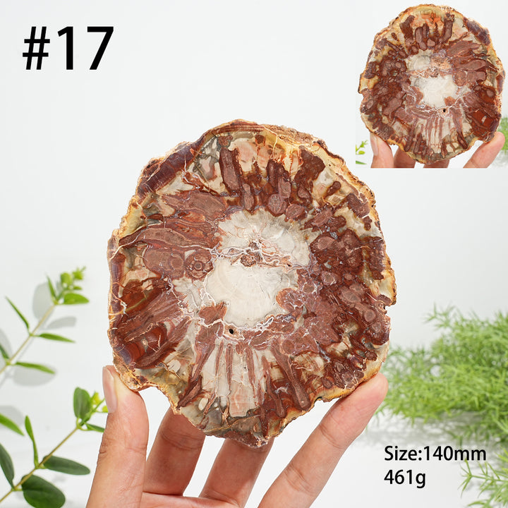 Unique,Natural Crystal Petrified Wood Slice