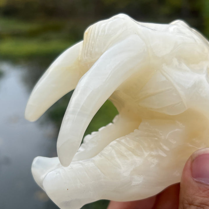 Afghan Jade Saber-Toothed Tiger Skull