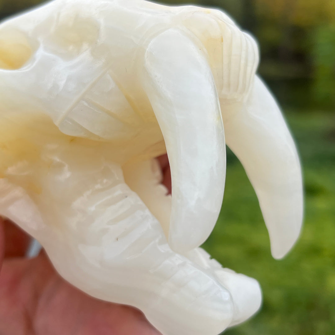 Afghan Jade Saber-Toothed Tiger Skull