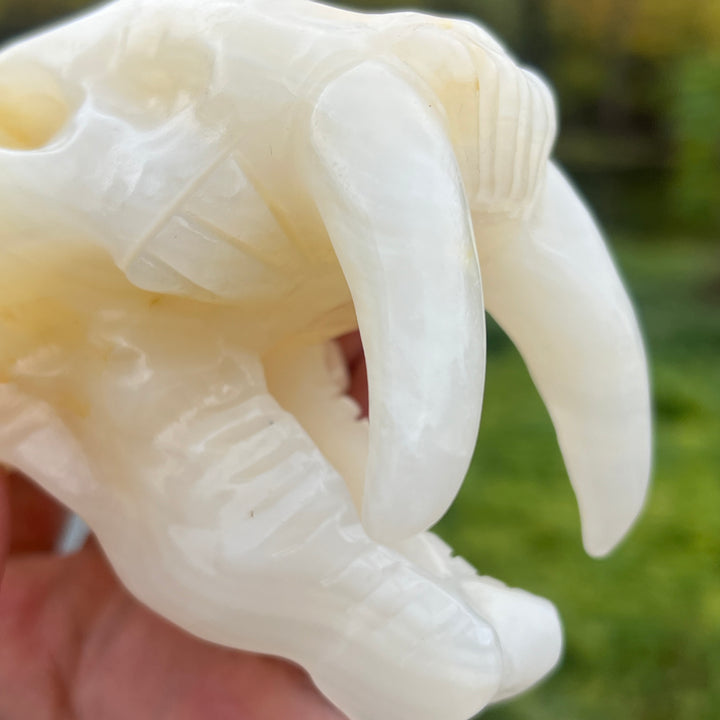 Afghan Jade Saber-Toothed Tiger Skull