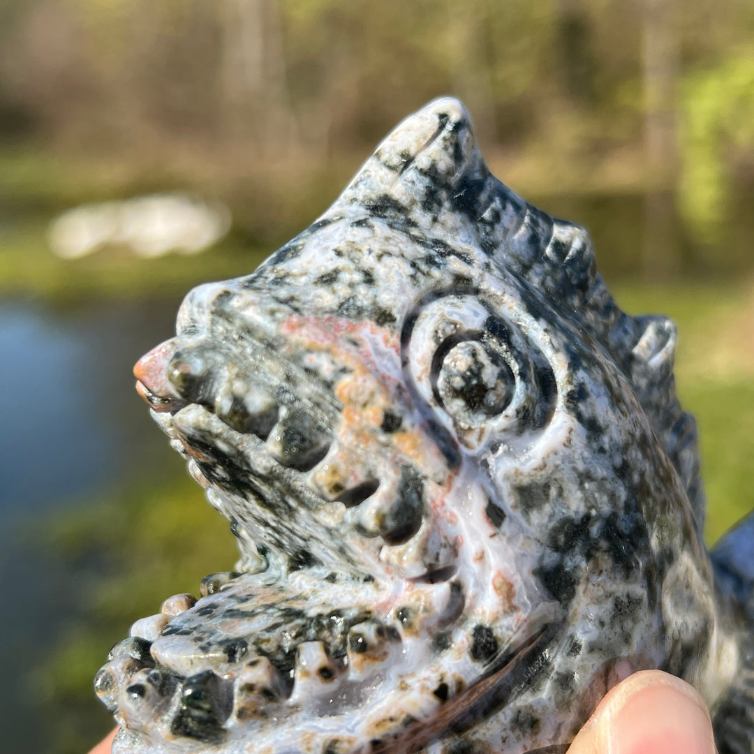 Ocean Jasper Piranha