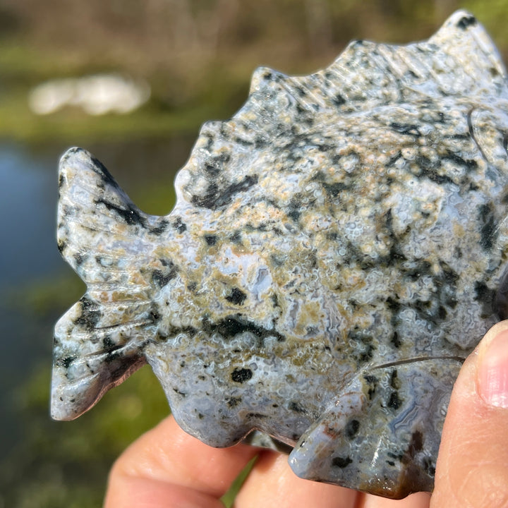 Ocean Jasper Piranha