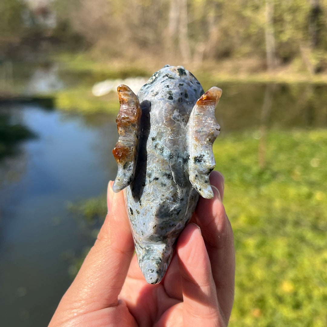 Ocean Jasper Piranha