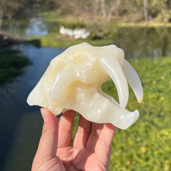 Afghan Jade Saber-Toothed Tiger Skull