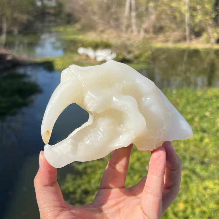 Afghan Jade Saber-Toothed Tiger Skull