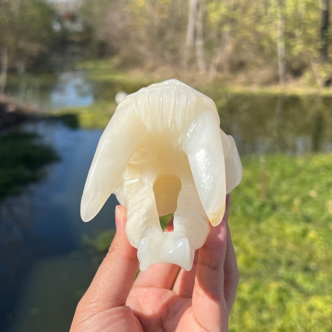 Afghan Jade Saber-Toothed Tiger Skull